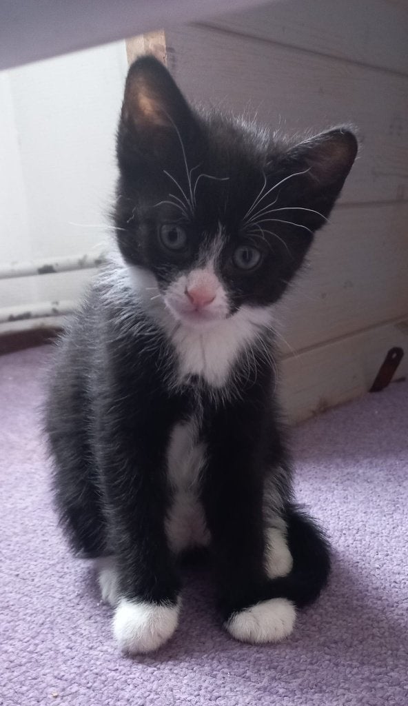 Kittens, Meerdere dieren, Kortharig, 0 tot 2 jaar
