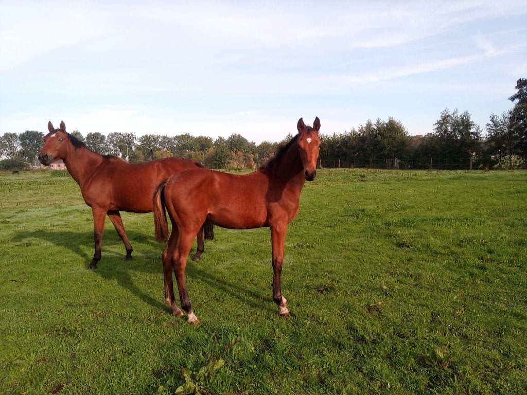 Merrieveulen dressuur x springen, Dieren en Toebehoren, Merrie, Met stamboom, Dressuurpaard, 0 tot 2 jaar