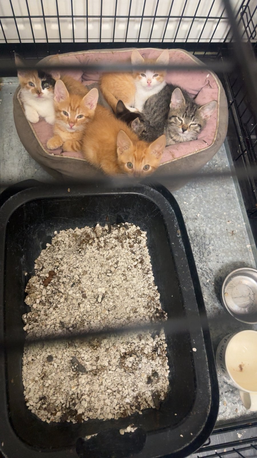 Schattige kittens te koop, Dieren en Toebehoren, Katten en Kittens | Raskatten | Korthaar, Meerdere dieren, Ontwormd, 0 tot 2 jaar