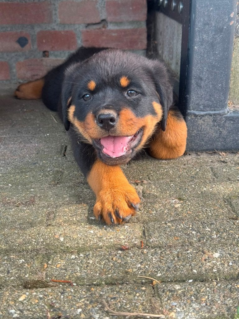 Prachtige Rottweiler teefjes, 8 tot 15 weken, Teef, Parvo, Meerdere
