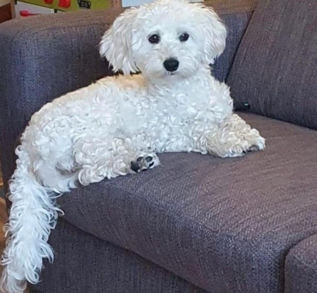 Maltipoo reutje, Parvo, 15 weken tot 1 jaar, Eén hond, Nederland