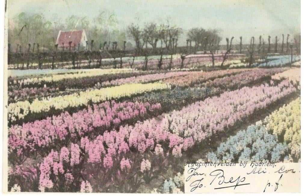 D-244   Haarlem Bloemenvelden Met P, Verzenden, Voor 1920, Gelopen, Zuid-Holland