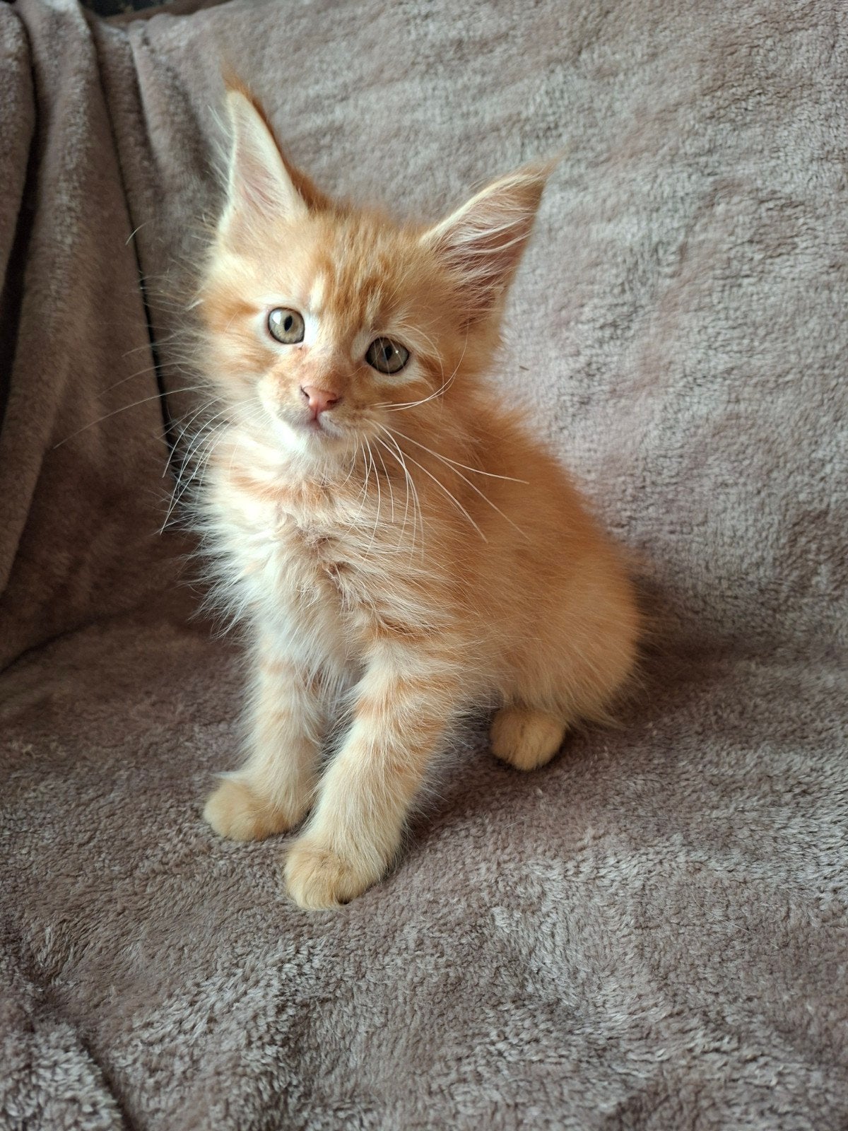 7 Maine Coon Kittens Klaar voor hun Gouden Mandje!, Meerdere dieren