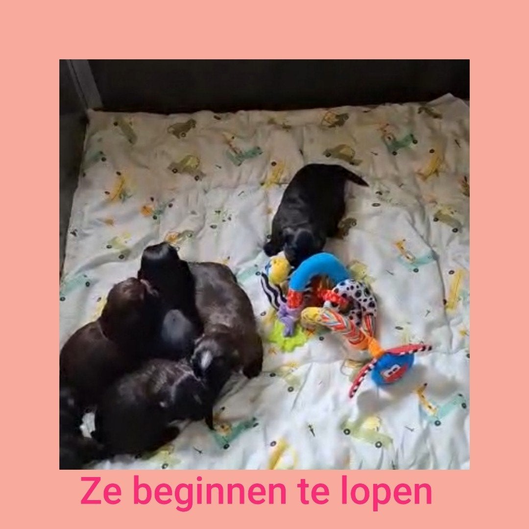 Shih tzu pups 💖, Overige rassen, 8 tot 15 weken, Meerdere, Meerdere dieren