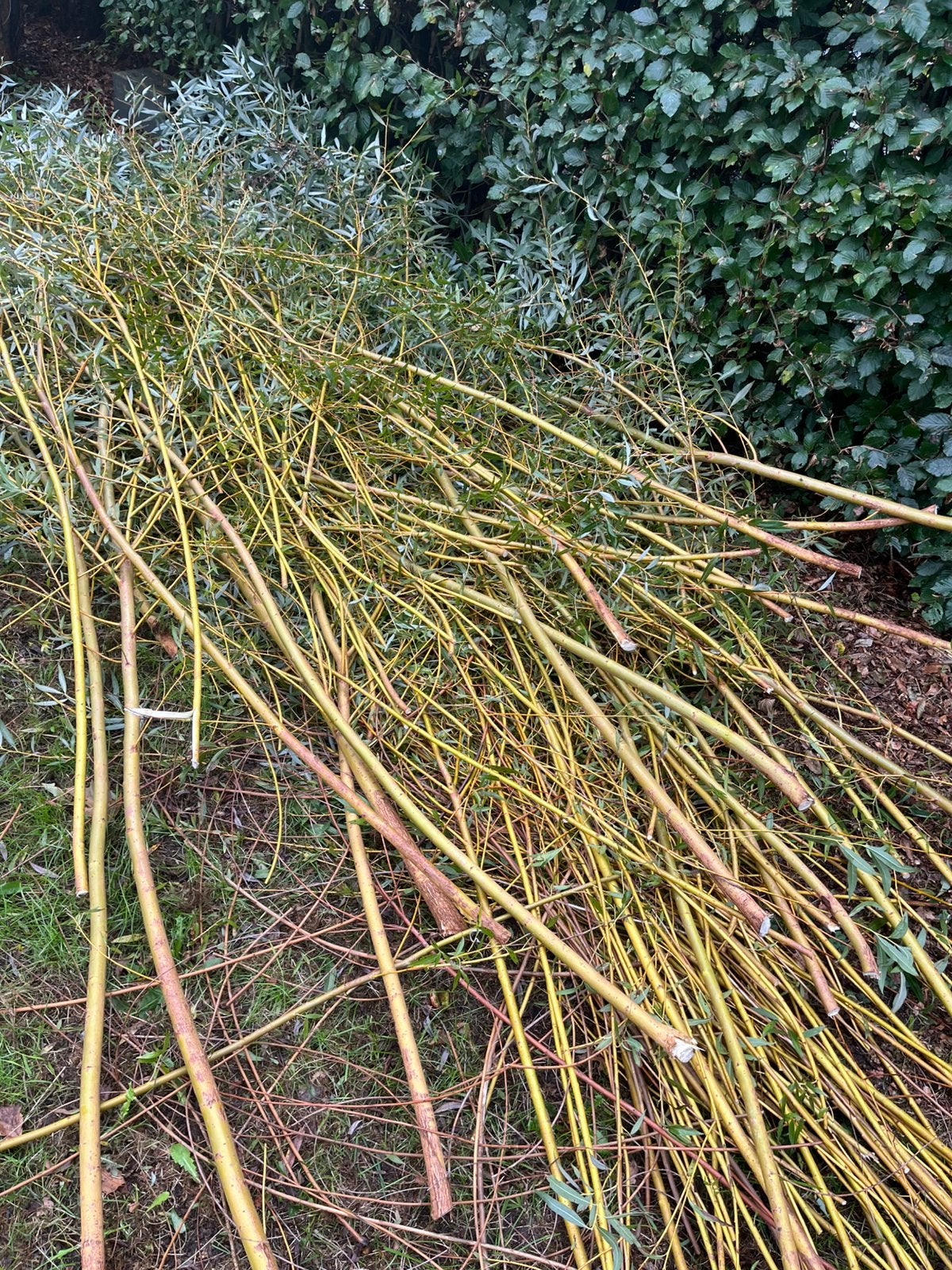 Wilgenhout wilgentenen gratis, Ophalen, Overige typen
