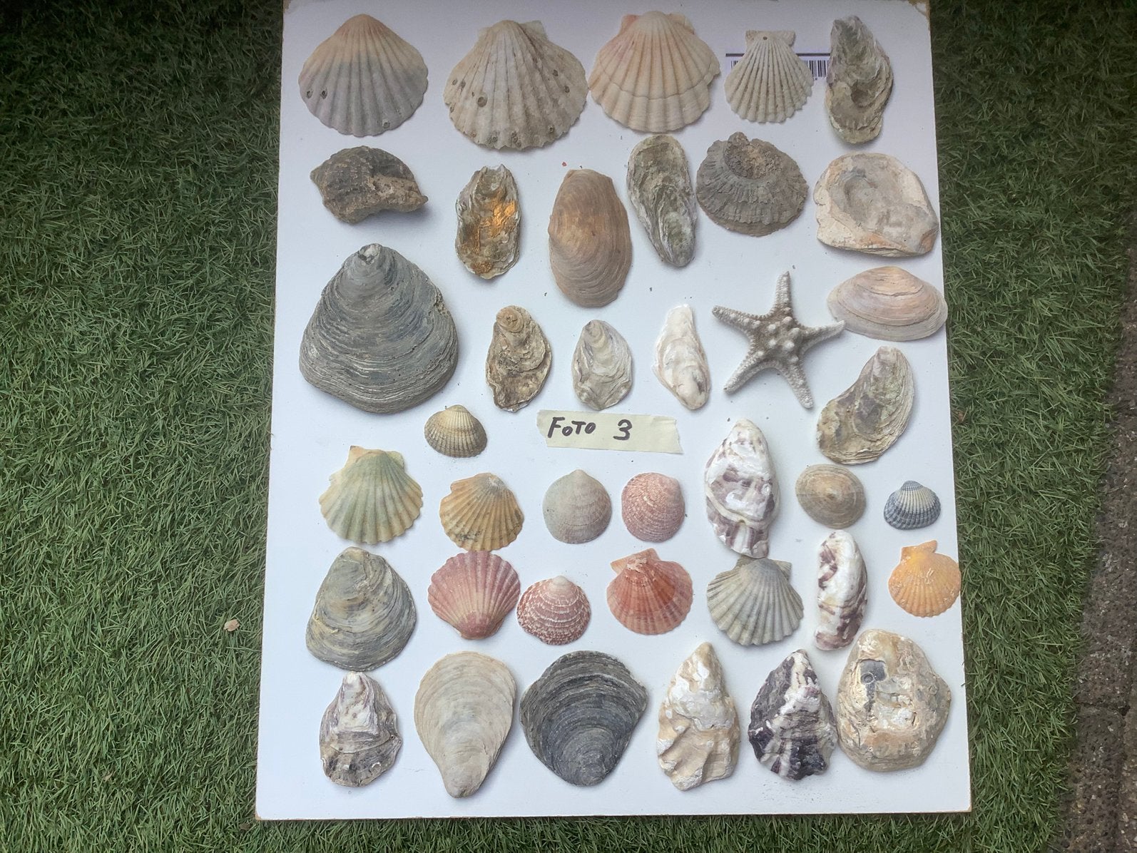 Jacobsschelpen bolle en platte en van alles wat, Verzamelen, Mineralen en Fossielen, Ophalen of Verzenden, Schelp(en)