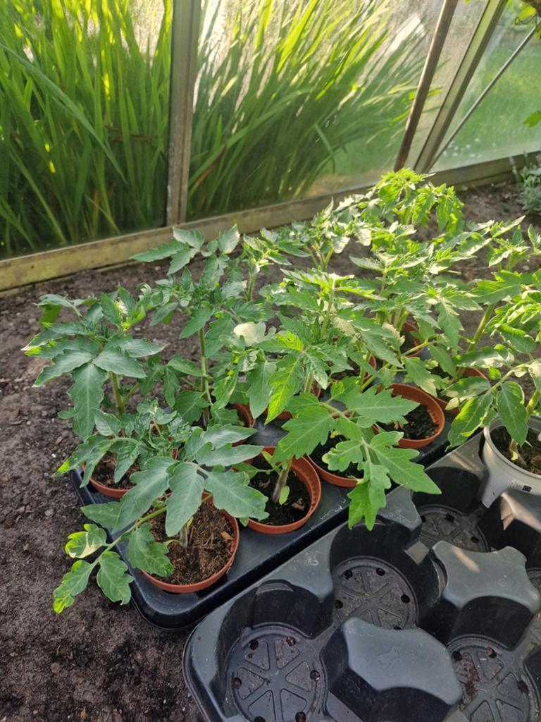 Zaailingen gewone tomaten, Tuin en Terras, Ophalen, Volle zon, Groenteplanten, Eenjarig