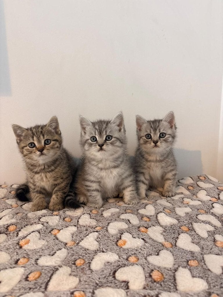 3 Britse korthaar kittens, Meerdere dieren, Ontwormd, 0 tot 2 jaar