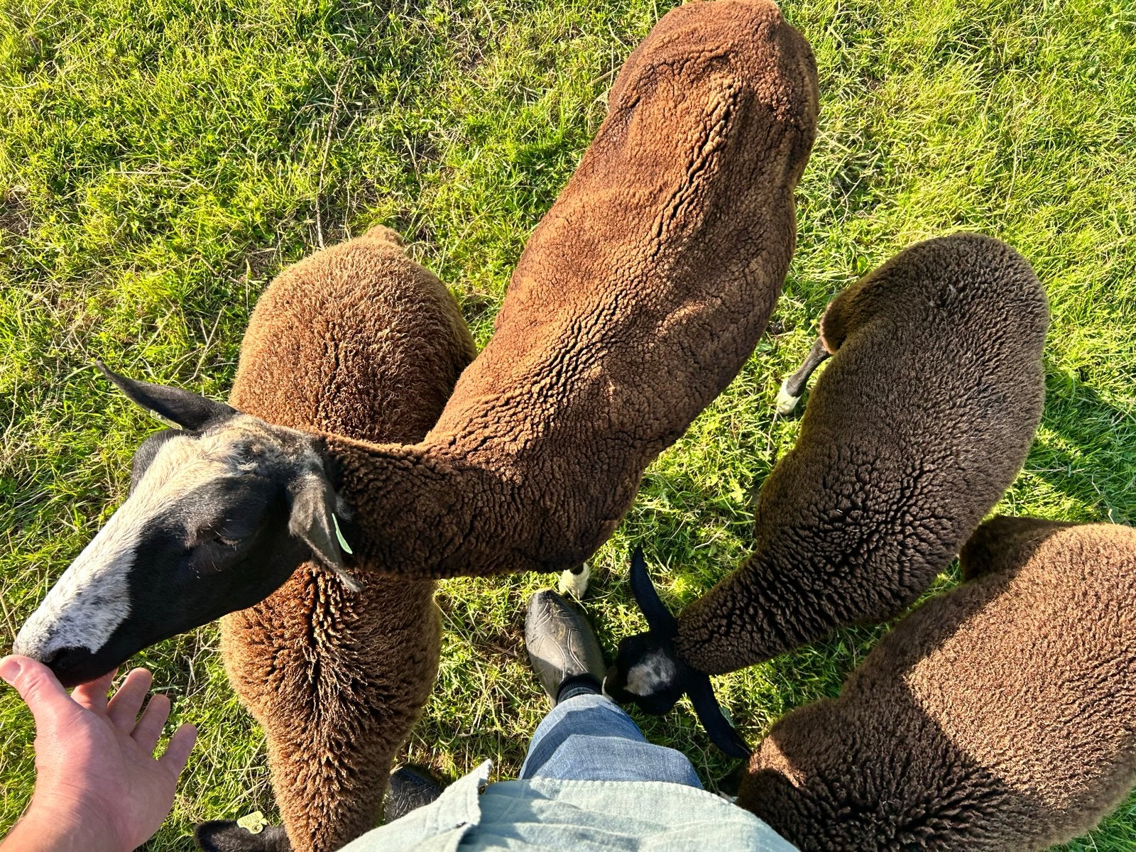 Schapen en lammeren te koop, Dieren en Toebehoren, Meerdere dieren, Schaap, 0 tot 2 jaar