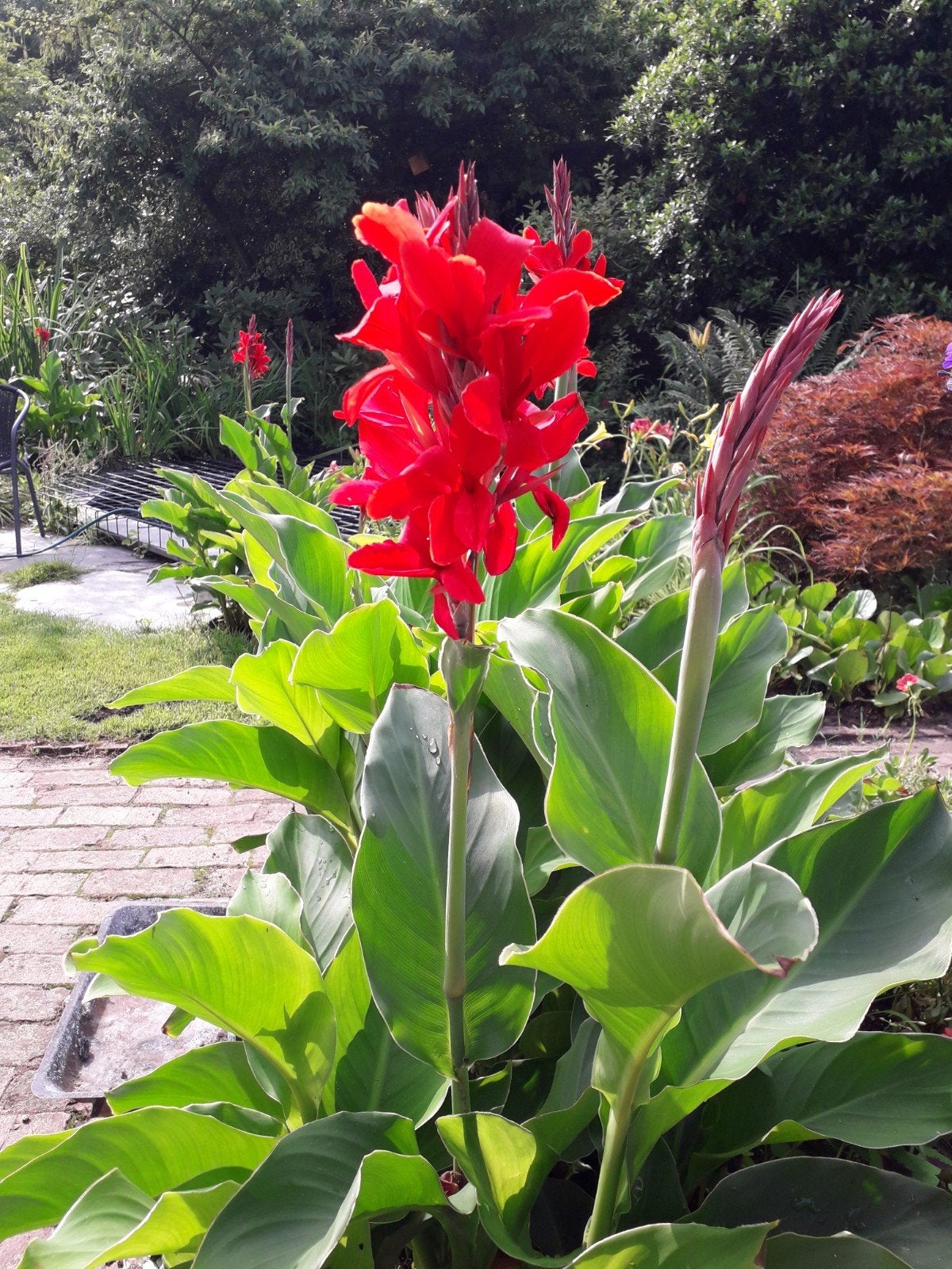 Canna, Tuin en Terras, Planten | Tuinplanten, Ophalen, Zomer, Overige soorten, Volle zon