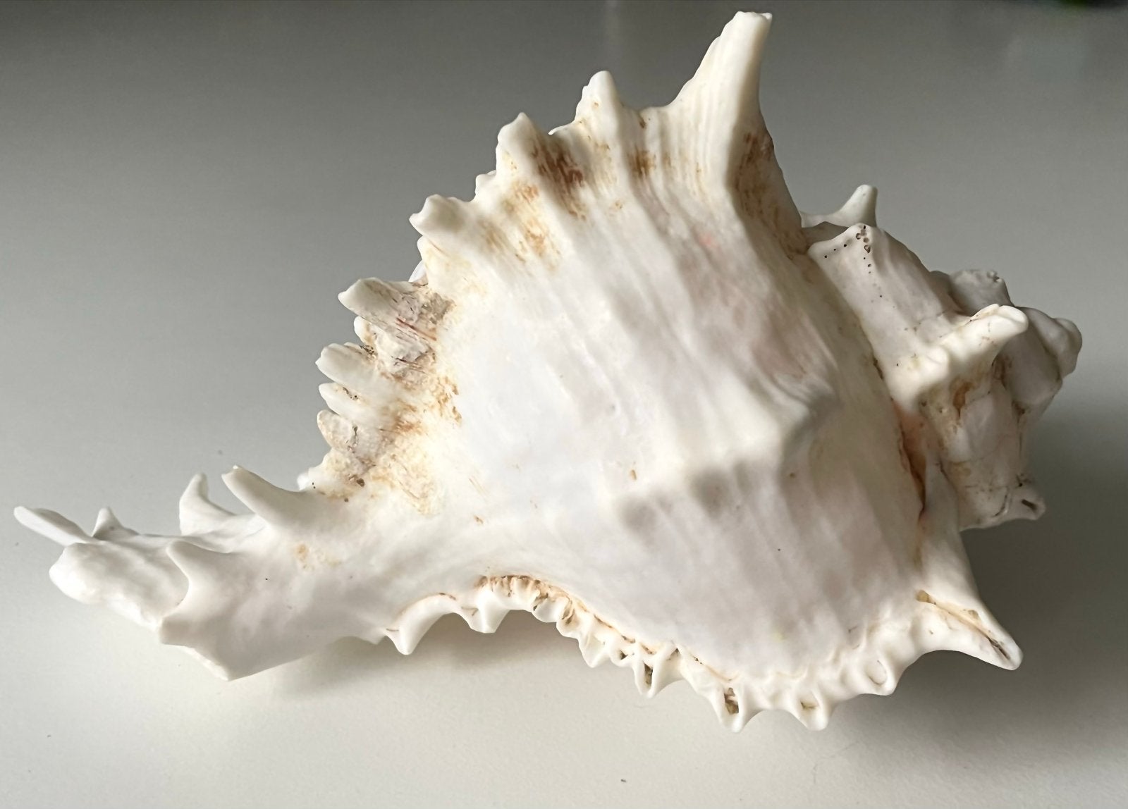 Grote decoratieve schelp - 19 cm, Verzamelen, Ophalen of Verzenden, Gebruikt