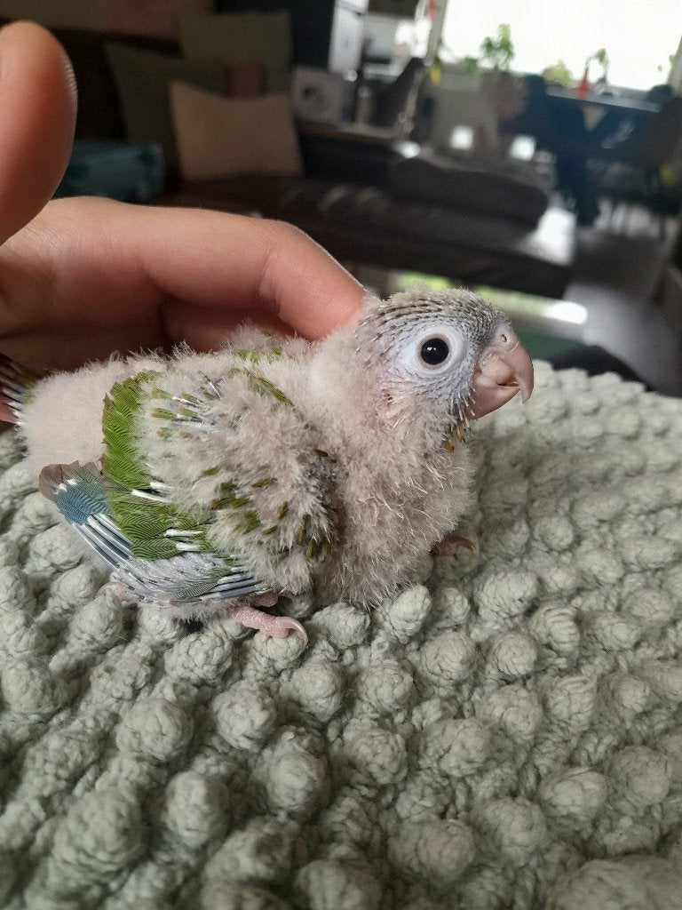 Schattige handtamme baby pyrrhura, Dieren en Toebehoren, Vogels | Parkieten en Papegaaien, Geslacht onbekend, Parkiet, Geringd