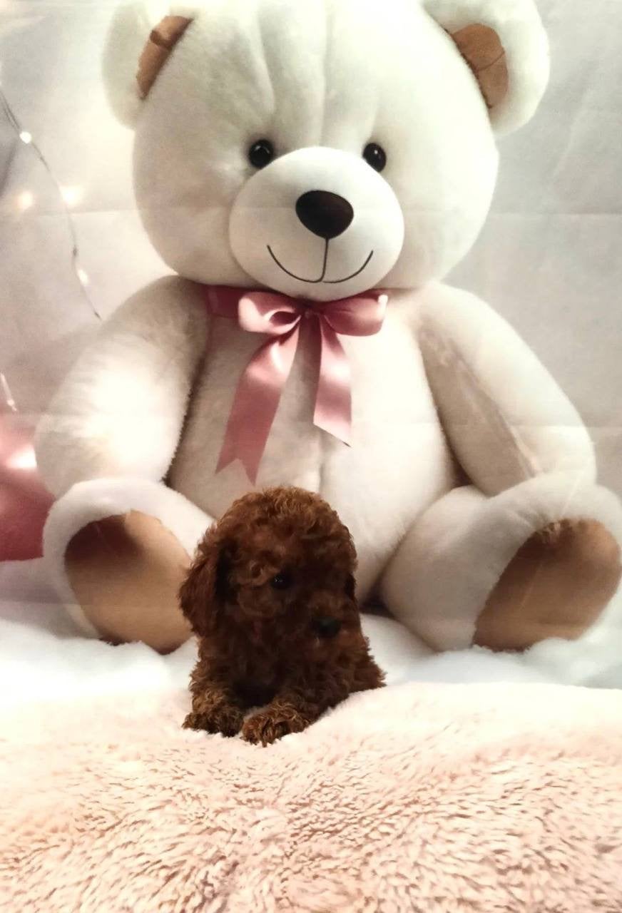 Toypoedel reutje, Poedel, Reu, 8 tot 15 weken, Parvo