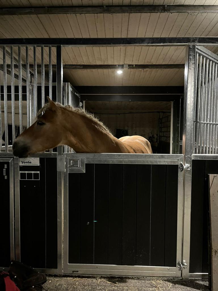 Mooie haflinger ruin 7 jr.!, Dieren en Toebehoren, Paarden