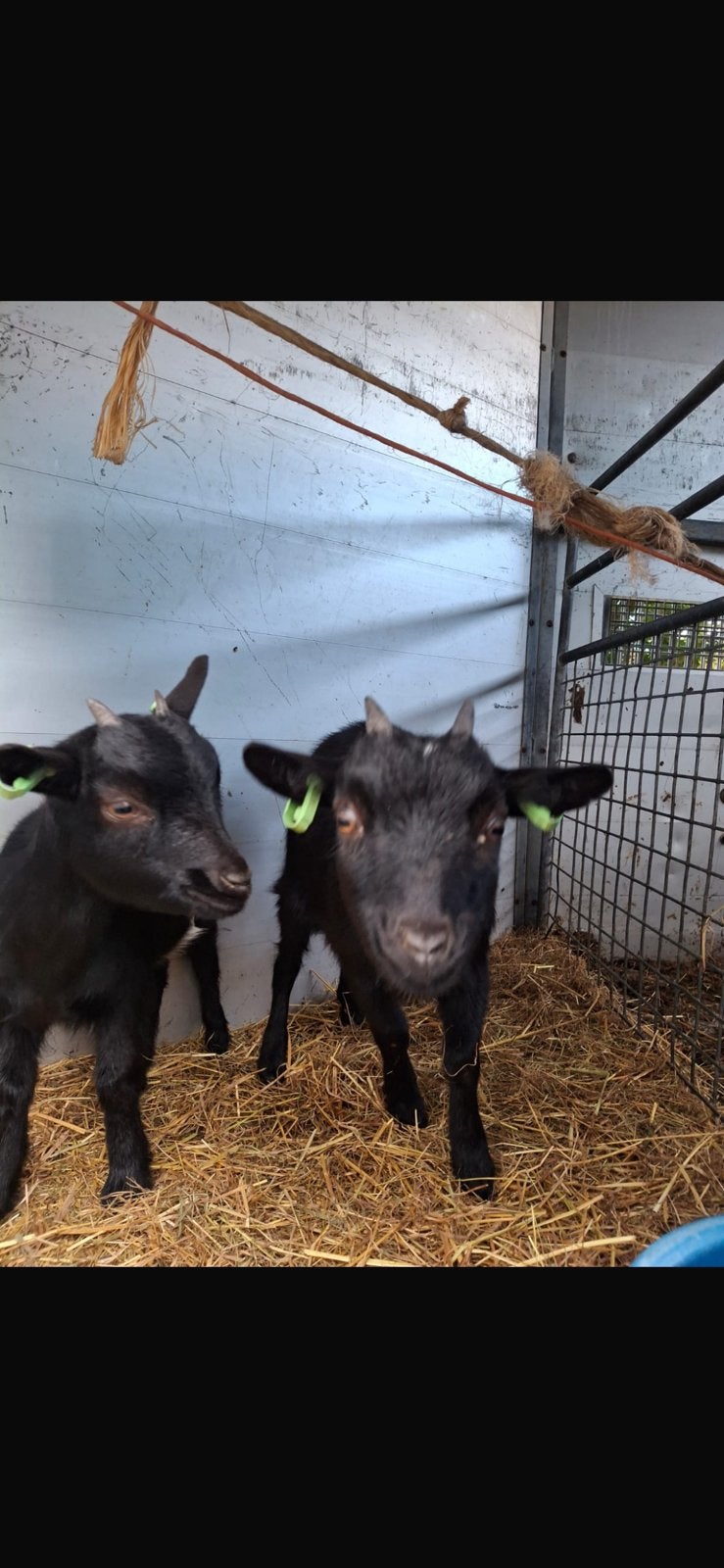 Mooie geiten, Dieren en Toebehoren, Vrouwelijk, Geit, 0 tot 2 jaar