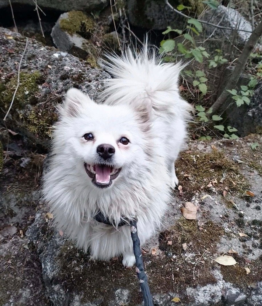 Lieve Bailey Pomeriaan 1 jaar, Dieren en Toebehoren, 15 weken tot 1 jaar, Teef, Eén hond, Klein