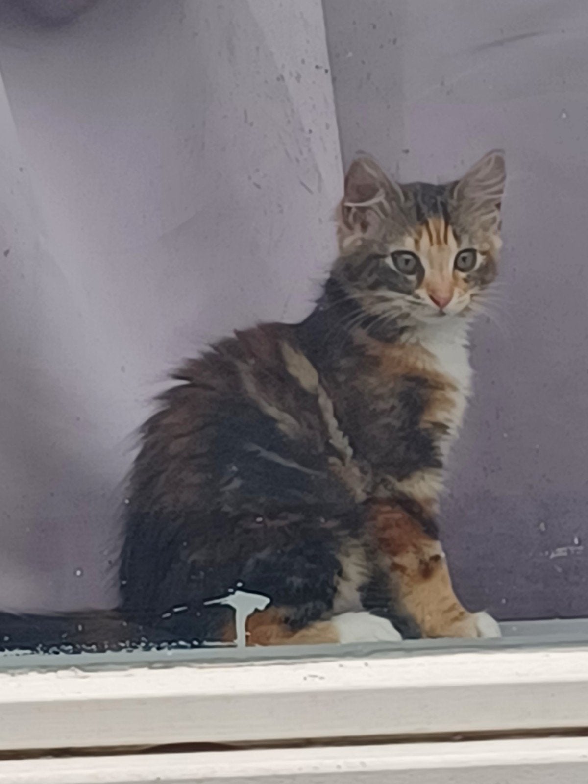x maine coon kittens, Meerdere dieren, Ontwormd, 0 tot 2 jaar