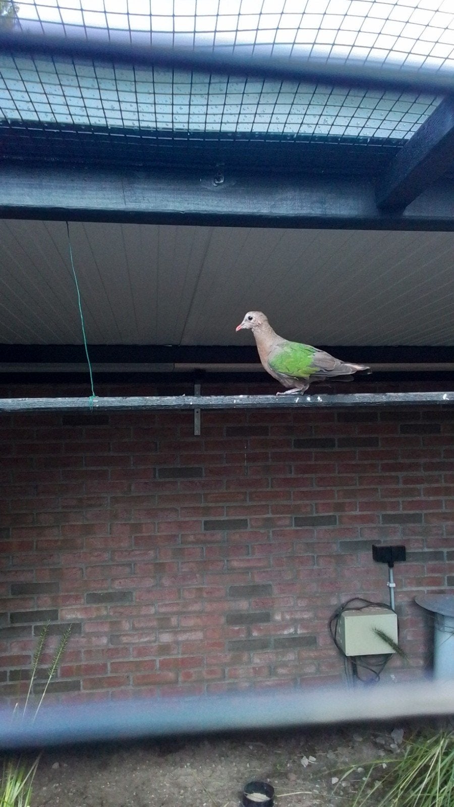 2 groenvleugel duivinnen gezocht., Vrouwelijk, Tortelduif