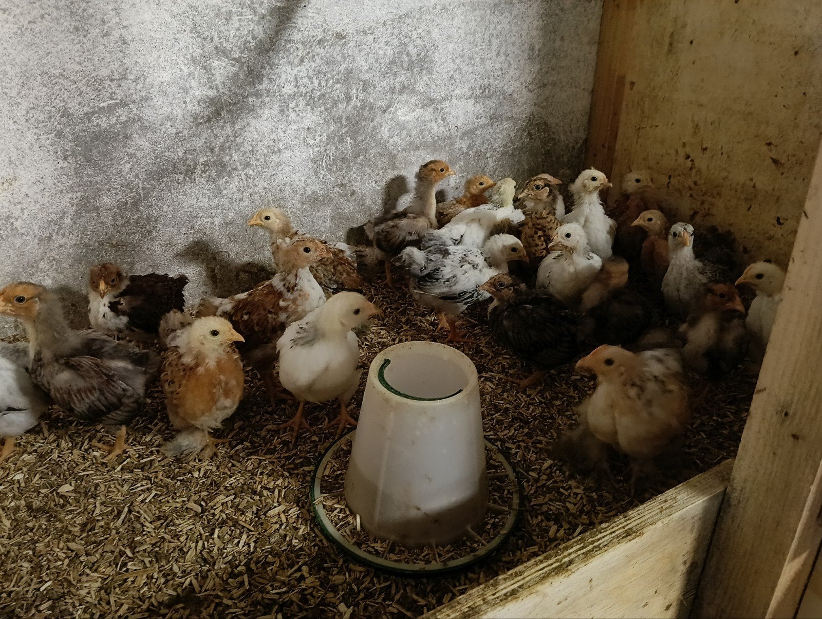 wyandotte kuikens, Geslacht onbekend, Kip