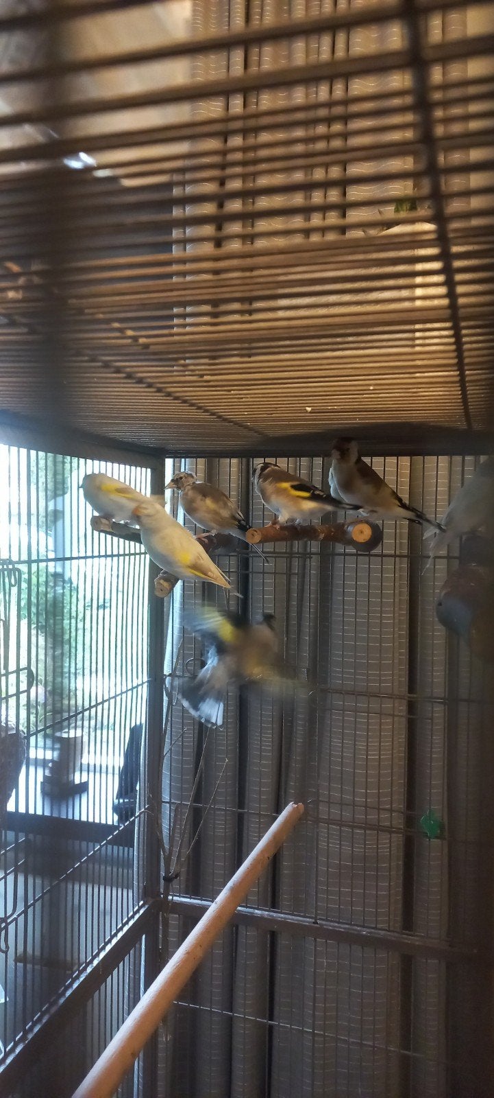 satinet en split putters. jonge vogels van dit jaar., Meerdere dieren, Wildzangvogel, Geringd