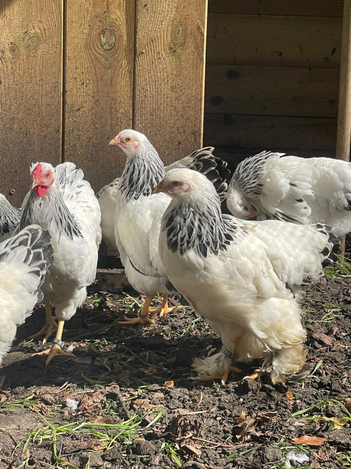 Verschillende soorten kippen: Brahma, Wyandotte, Barnevelder, Dieren en Toebehoren, Pluimvee, Vrouwelijk, Kip