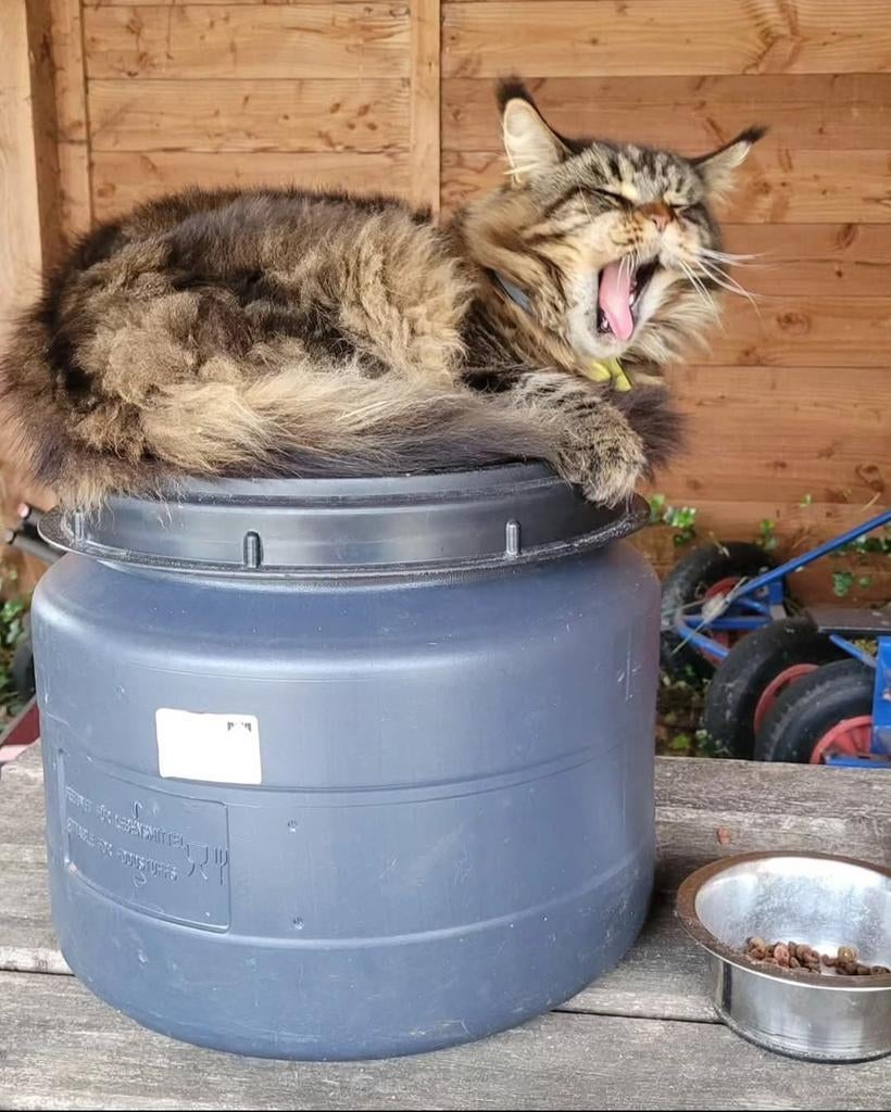 Knappe kater zoekt omheinde tuin, Dieren en Toebehoren, Katten en Kittens | Overige Katten, Kater
