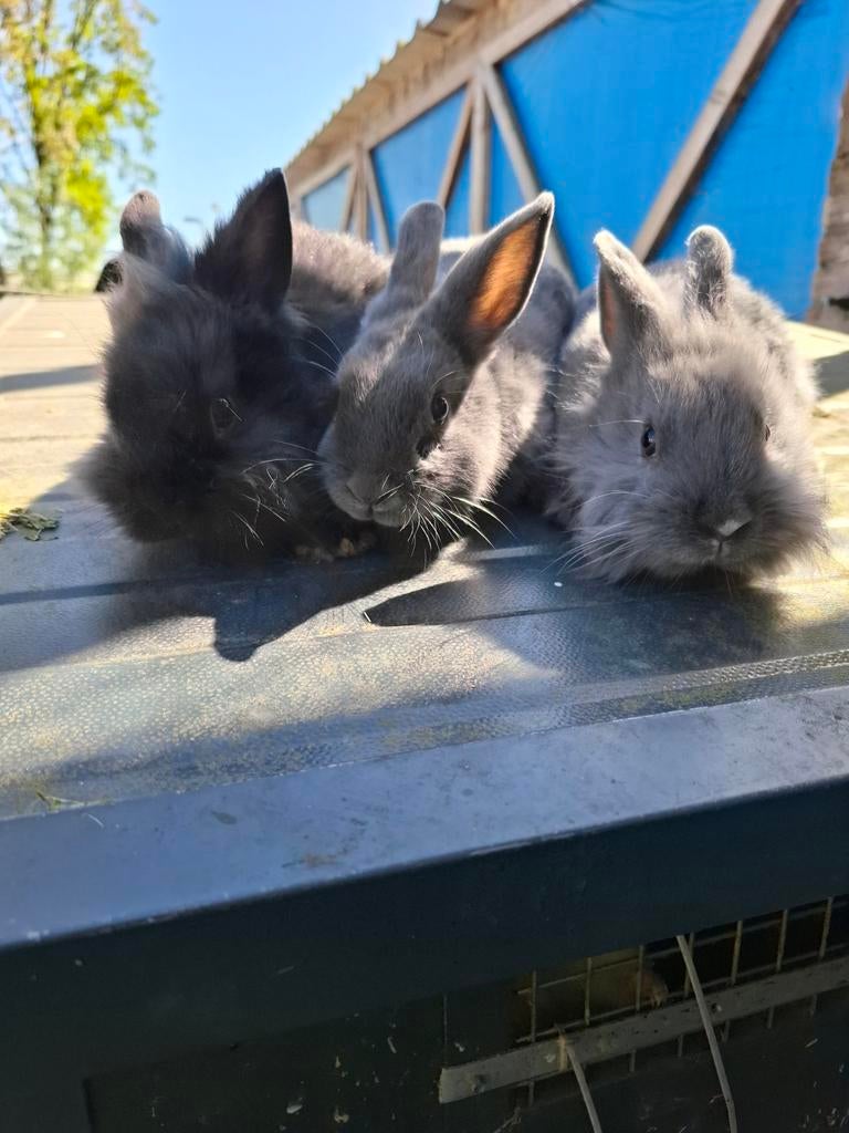 Mooi konijn, Dieren en Toebehoren, Konijnen, Mannelijk, Middelgroot