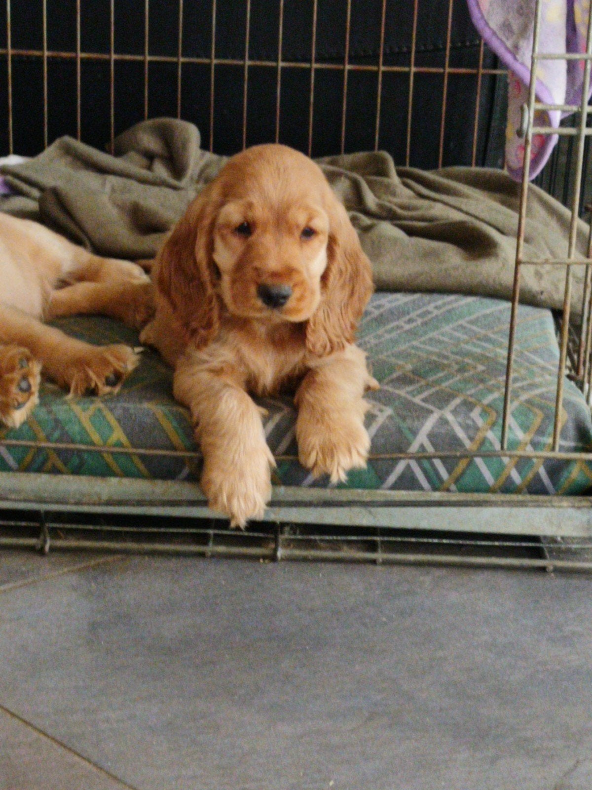 Engelse cocker spaniël pups, Parvo, 8 tot 15 weken, Meerdere, Meerdere dieren