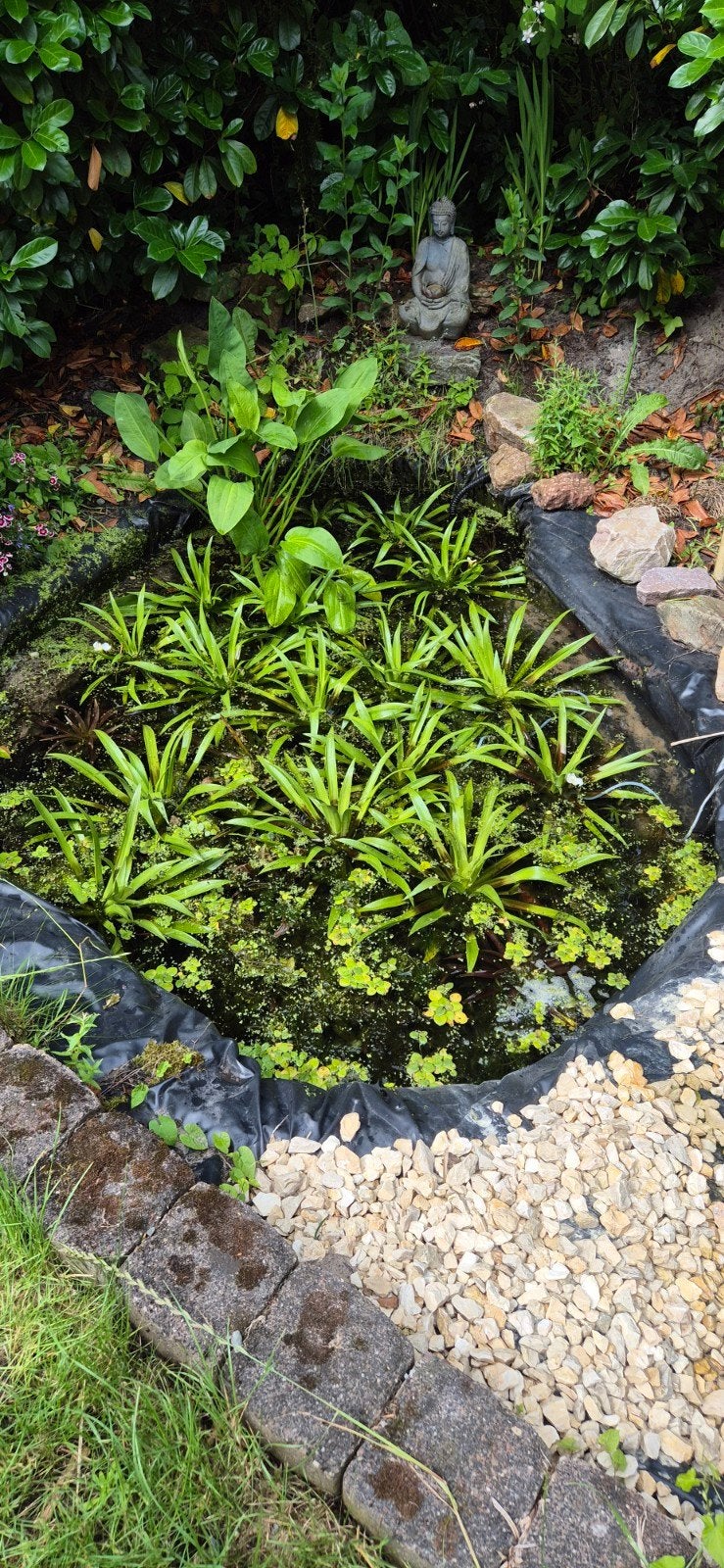 Krabbescheer stekjes voor vijver of waterpartij, Tuin en Terras, Ophalen, Gebruikt