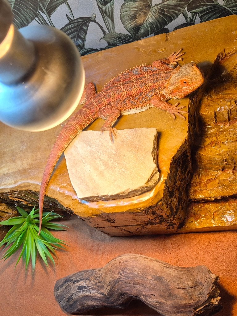 Mannelijke Baardagaam incl terrarium Bearded Dragon photo 4