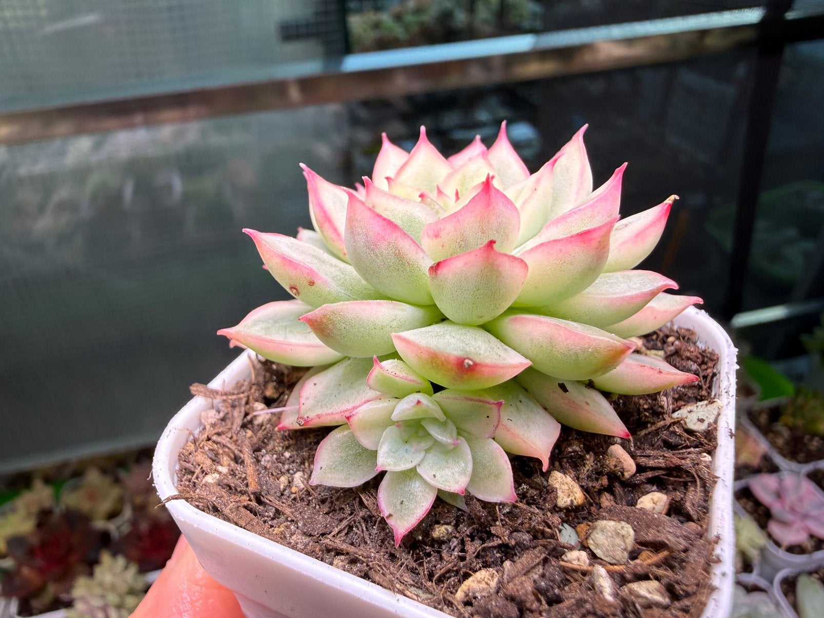 Echeveria mebina variegata/pot 5cm/vetplant/succulent, Huis en Inrichting, Ophalen of Verzenden, Halfschaduw, Minder dan 100 cm