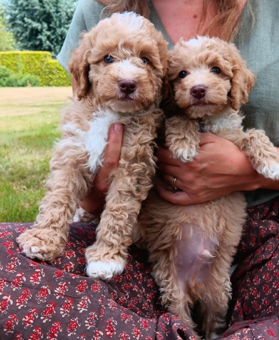 Mooie mini labradoodles zoeken een fijn baasje!, Overige rassen, 8 tot 15 weken, Meerdere, Meerdere dieren