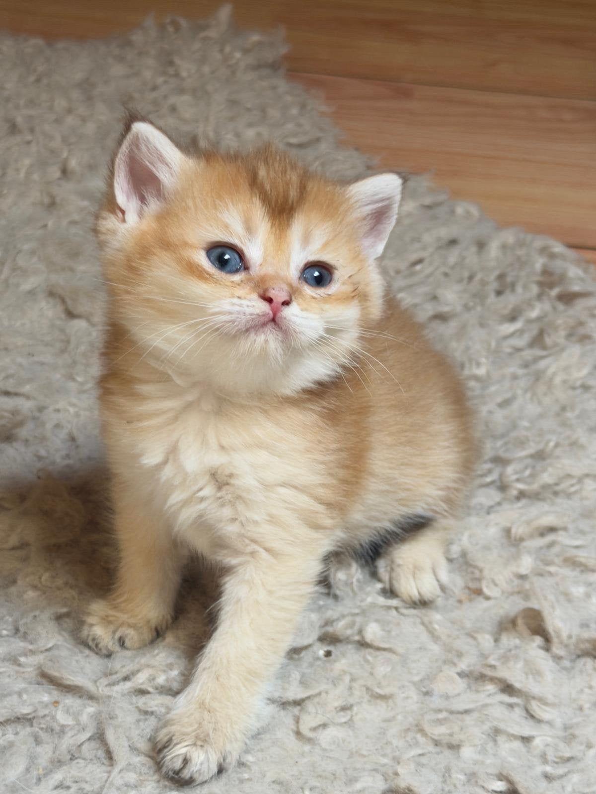 Britse korthaar kitten, Dieren en Toebehoren, Katten en Kittens | Raskatten | Korthaar, Poes, Ontwormd