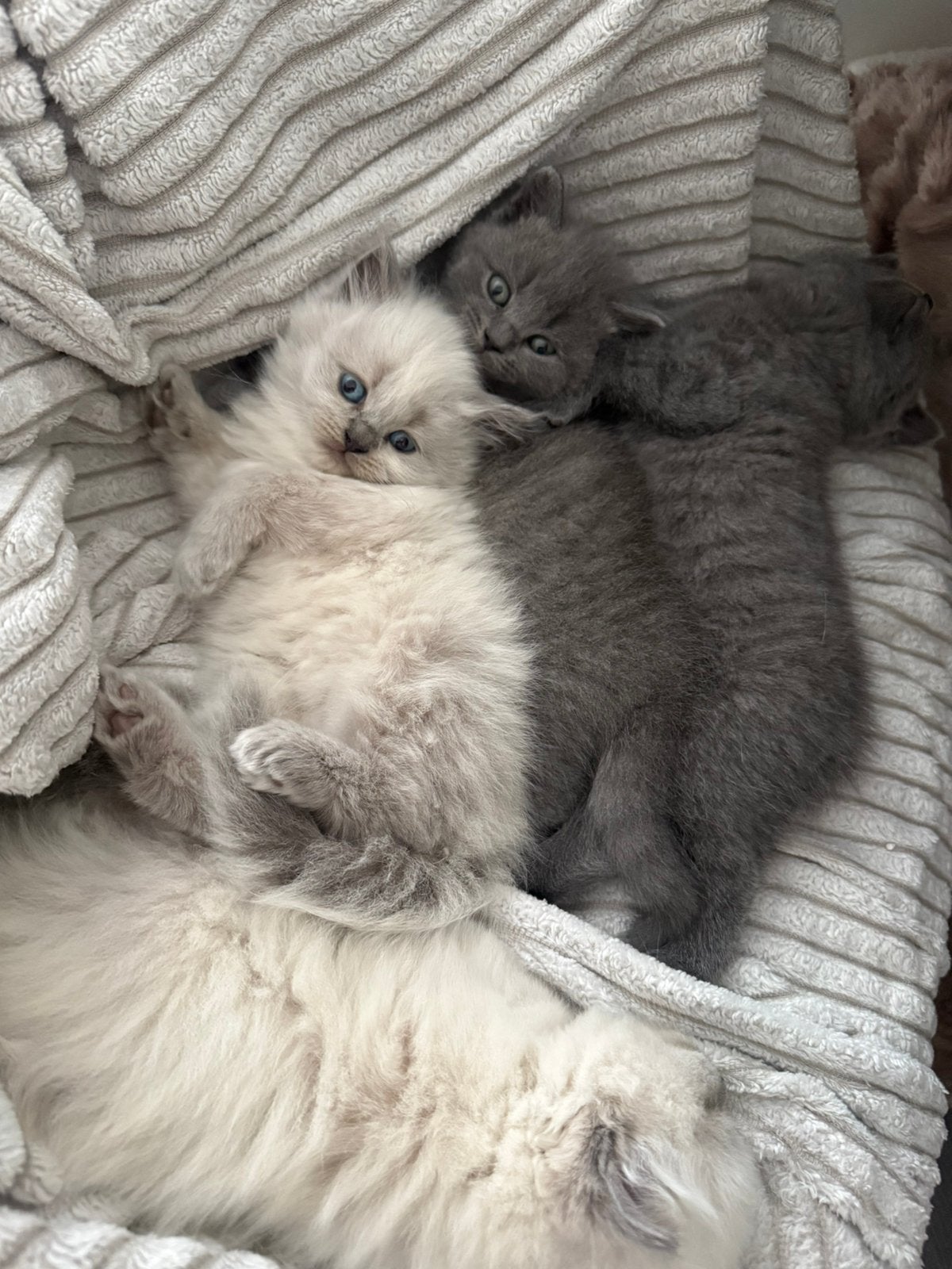 Britse Korthaar poeskittens – Blue Point en grijs, Meerdere dieren