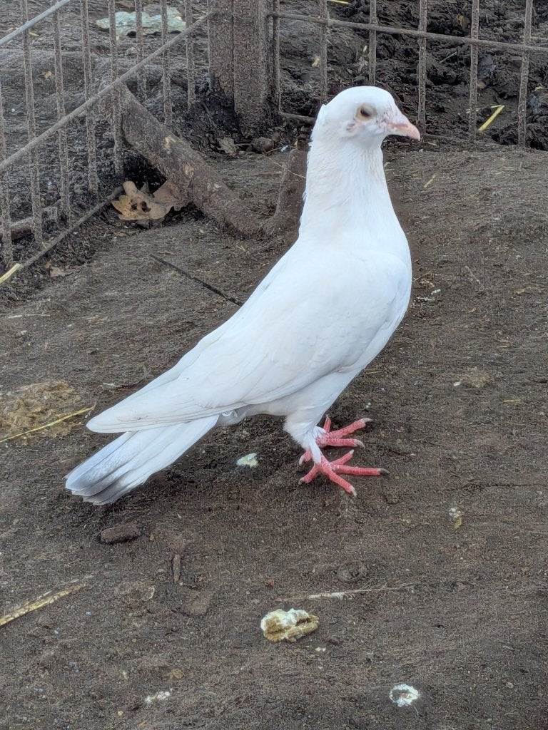 Witte duiven, Meerdere dieren, Overige soorten