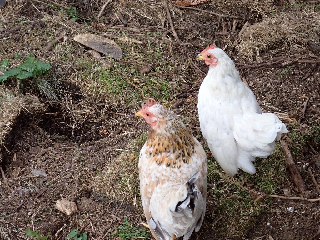 3 Serama hennen, Dieren en Toebehoren, Vrouwelijk, Kip