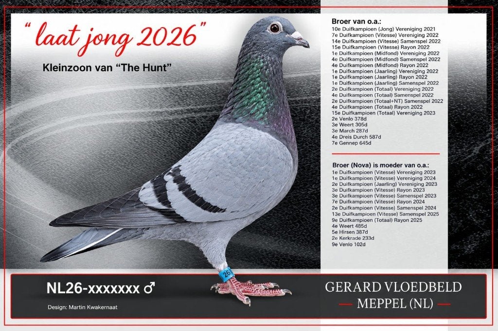 late jonge duif 2026 (1), Mannelijk, Postduif