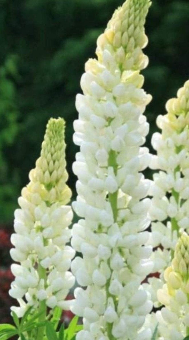 Lupinus 'Gallery White' - Witte Lupine 2 liter, Overige soorten, Volle zon, Vaste plant, Ophalen of Verzenden