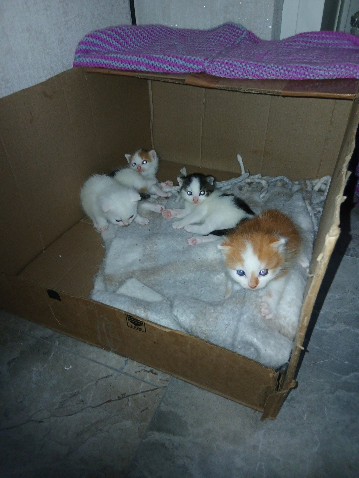 Nog 3 kittens over van dit prachtige nestje!, Geslacht onbekend, 0 tot 2 jaar