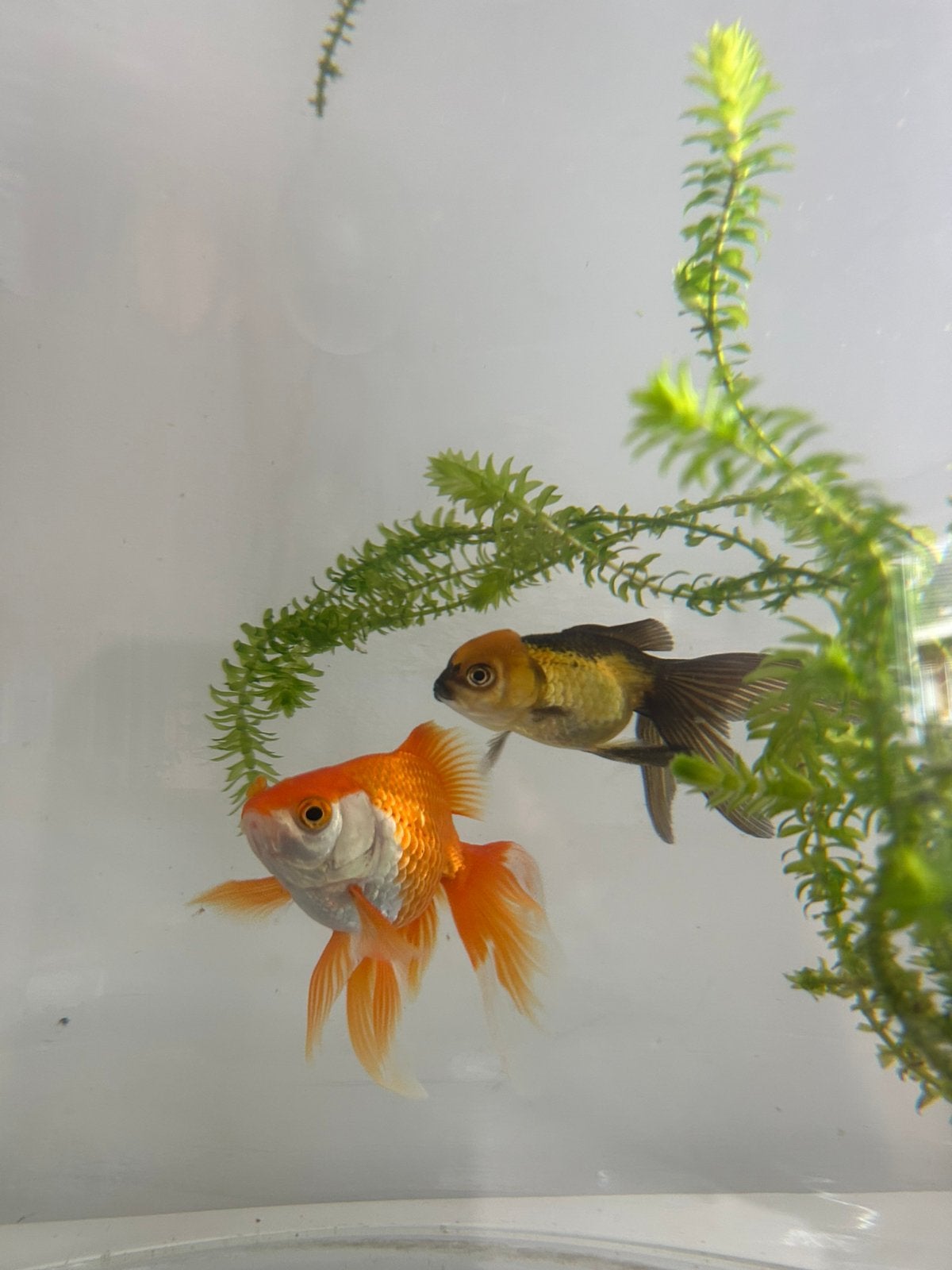Twee sluierstaart goudvissen, Dieren en Toebehoren, Vis, Zoetwatervis