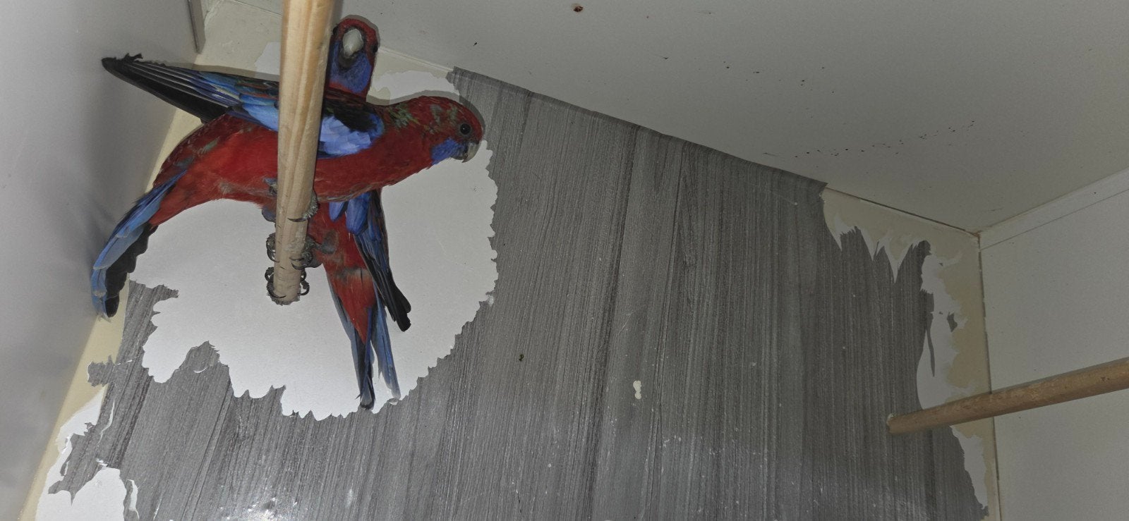 koppel penant rosella, Meerdere dieren, Parkiet