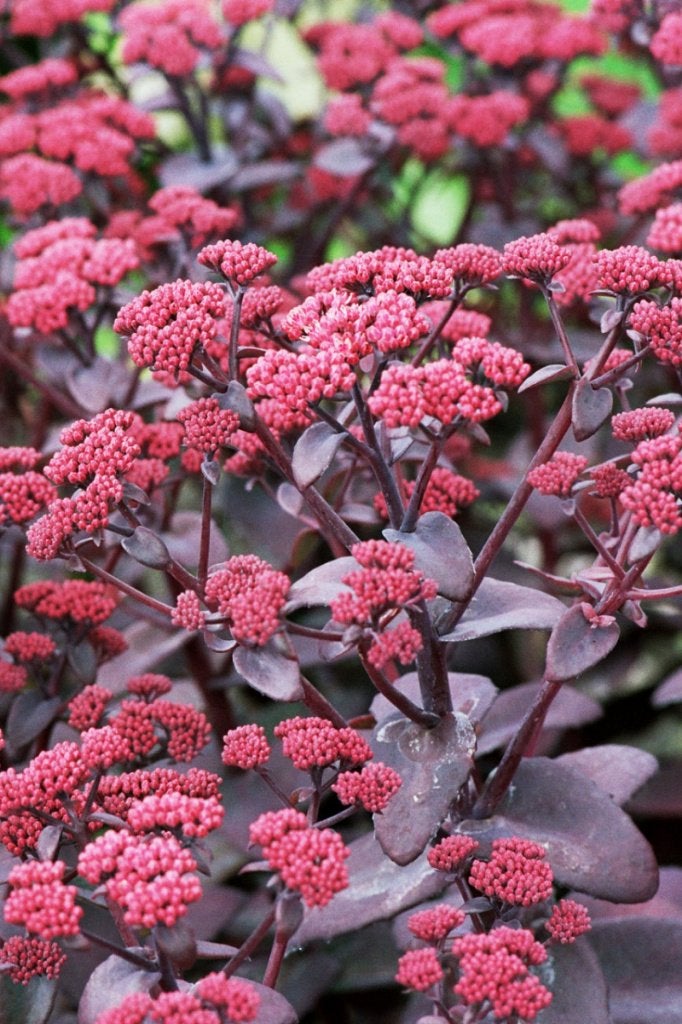 Paarsbladige Sedum 'Xenox' - donkerroze bloei – bijenplant, Overige soorten, Volle zon, Vaste plant, Ophalen of Verzenden
