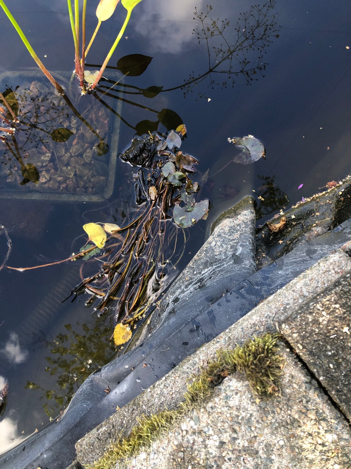 Stekken Kleine gele waterlelie, Ophalen, Zo goed als nieuw