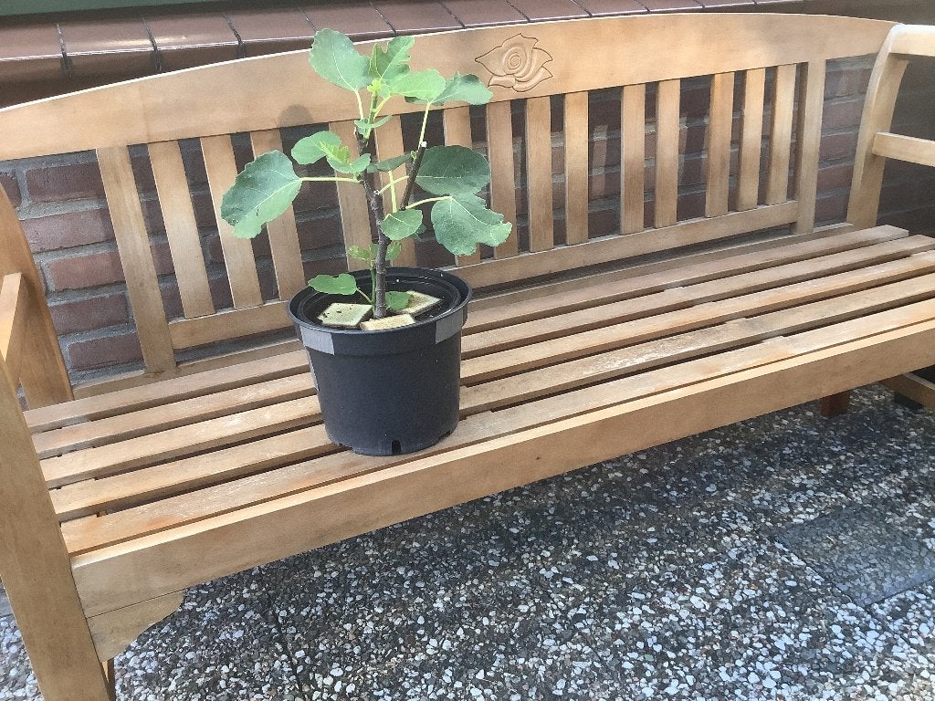 Vijg ( Brown Turkey ), Tuin en Terras, Ophalen, Volle zon, Vaste plant, Zomer