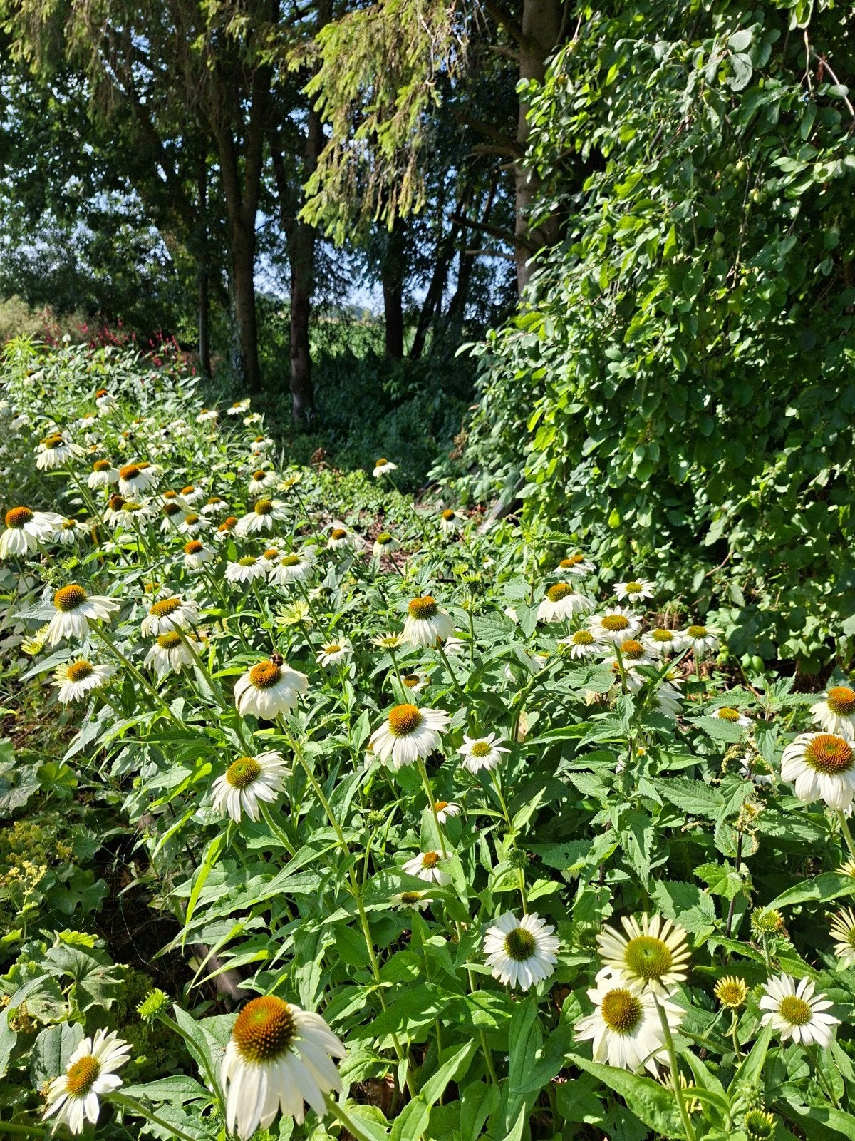 Biologische vaste planten en siergrassen., Tuin en Terras, Planten | Tuinplanten, Ophalen of Verzenden, Vaste plant