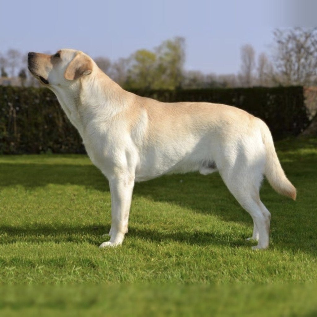 Gele labrador dekreu | HD A, ED vrij, top-DNA, Uitmuntend, Dieren en Toebehoren, 6 jaar of ouder, Reu, Eén hond, CDV (hondenziekte)
