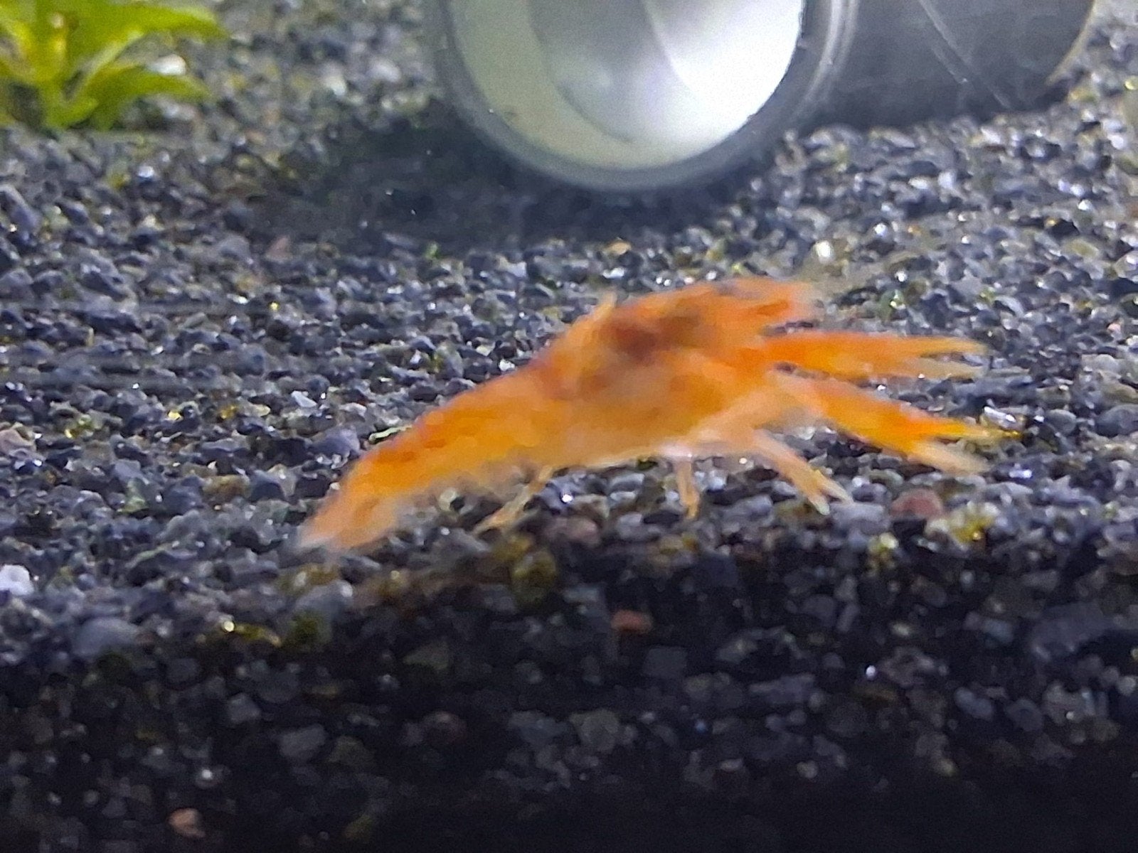 de mooiste cpo oranje dwergkreefjes cambarellus patzcuarensi, Dieren en Toebehoren, Vis