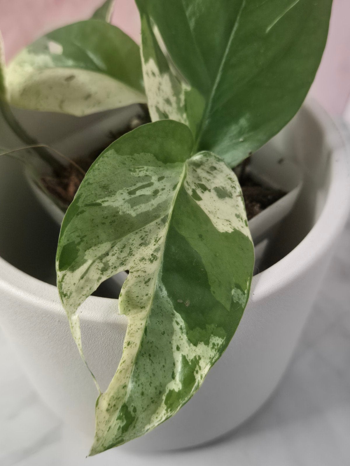 Epipremnum Pinnatum Marble King #1, Verzenden, Halfschaduw, Minder dan 100 cm