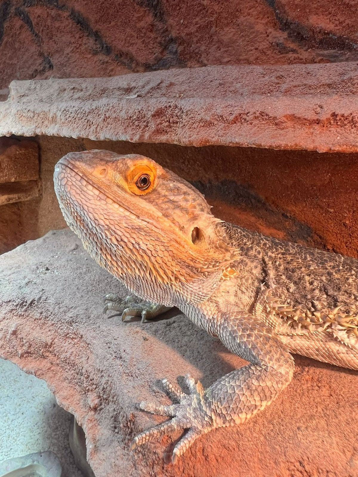 Gezocht: Liefdevol thuis voor Jump en Joy de baardagamen ️, Dieren en Toebehoren, Reptielen en Amfibieën, Hagedis, Met terrarium