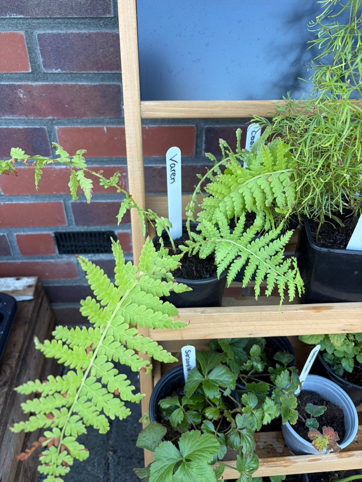 3x varen - beschikbaar in plantenbieb, Tuin en Terras, Ophalen, Vaste plant, Varens, Halfschaduw